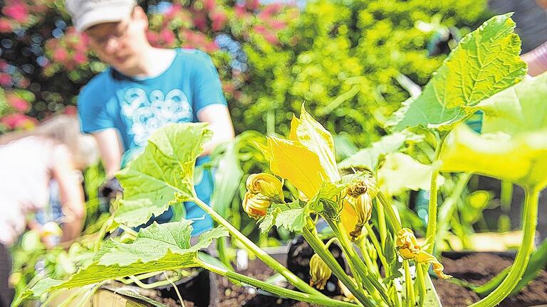 Zucchinipflanze: Vorne blüht schon das erste Gemüse im Hochbeet, im Hintergrund werkelt und arbeitet Stadtgärtner Matthias Stahl. Zucchinipflanze: Vorne blüht schon das erste Gemüse im Hochbeet, im Hintergrund werkelt und arbeitet Stadtgärtner Matthias Stahl.