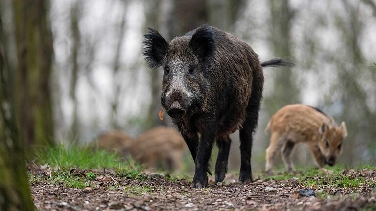 Ein Wildschwein mit Frischlingen       -  Besondere Vorsicht ist bei Wildschweinmüttern geboten – sie verteidigen ihre Jungen, wenn sie sich bedroht fühlen.