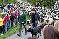 Weideabtrieb in Ginolfs: Über 1500 Tiere bahnten sich im vergangenen Jahr ihren Weg von den Rhönwiesen ins Tal nach Ginolfs.