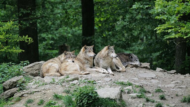 Bekannt ist der Wildpark Bad Mergentheim vor allem für seine Wölfe: Das Rudel, dem rund 30 Kanadische Timberwölfe angehören, ist das wohl größte in Europa. Bekannt ist der Wildpark Bad Mergentheim vor allem für seine Wölfe: Das Rudel, dem rund 30 Kanadische Timberwölfe angehören, ist das wohl größte in Europa.