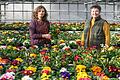 Frühblüher auf dem Balkon: Claudia Taeger (links), Expertin vom Gartenbauzentrum Bayern Nord in Kitzingen, und Floristin&nbsp;Hilde Benkert von der Gärtnerei Benkert aus Waigoldshausen geben Tipps.