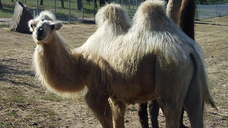 Die Trampeltiere sind eine Attraktion im Rauch-Zoo in Feudenberg (Main-Tauber-Kreis). Die Trampeltiere sind eine Attraktion im Rauch-Zoo in Feudenberg (Main-Tauber-Kreis).