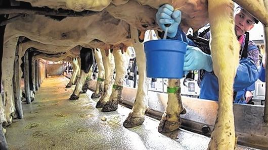 Gemolken: Milchkühe werden laut Tierschützern zum Opfer des Preiskampfes im Lebensmitteleinzelhandel.Alex Heimken, dpa Gemolken: Milchkühe werden laut Tierschützern zum Opfer des Preiskampfes im Lebensmitteleinzelhandel.Alex Heimken, dpa