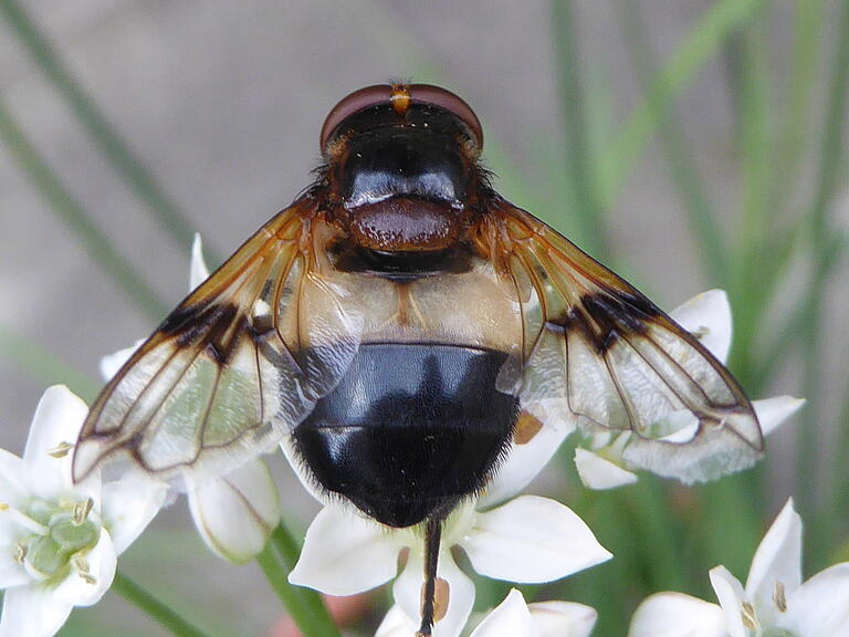 Gewöhnliche Waldschwebfliege Gewöhnliche Waldschwebfliege