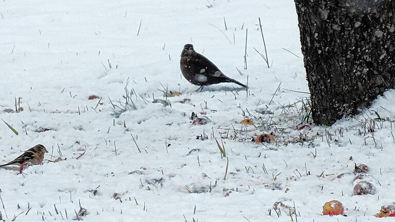 Futtersuche im Schnee.