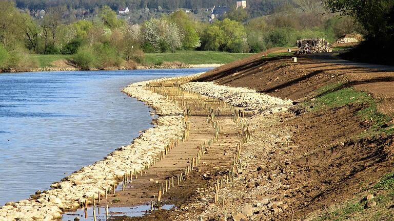 Aus den Steckhölzern zwischen Fluss und Steilufer soll ein Auwald werden.