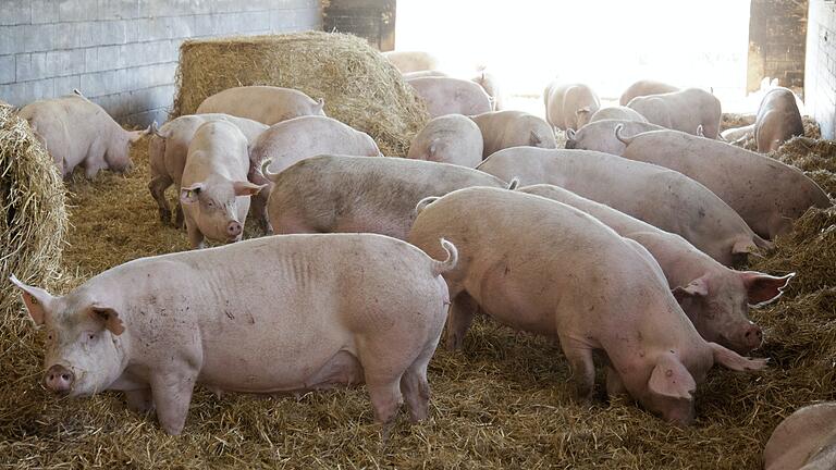 So wünschen sich viele Verbraucher die Schweinehaltung: Hell, freundlich und auf Stroh (Symbolfoto).&nbsp;