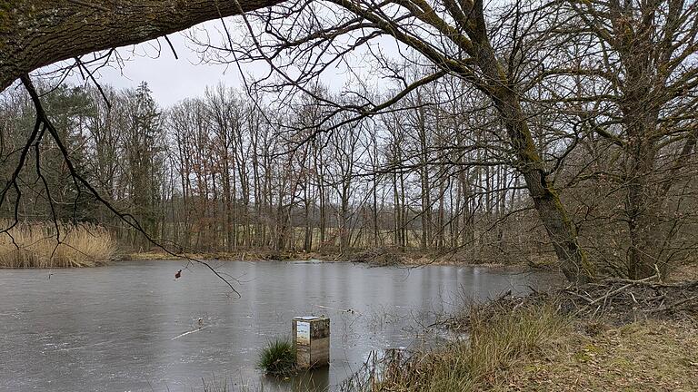 Windseller See Windheim - Der Windseller See ist eigentlich ein Biotop für Amphibien - doch Fische und der Biber machen es ihnen schwer. Windseller See Windheim - Der Windseller See ist eigentlich ein Biotop für Amphibien - doch Fische und der Biber machen es ihnen schwer.