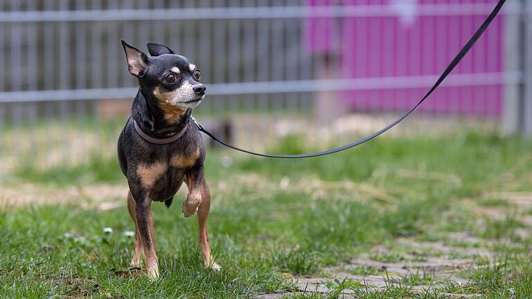 Kleinhund 'Nika' ist seit kurzer Zeit im Tierheim Würzburg. Die ängstliche Hundedame braucht dringend liebevolle Besitzer oder Besitzerinnen, die sie mit offenen Armen auffangen. Kleinhund 'Nika' ist seit kurzer Zeit im Tierheim Würzburg. Die ängstliche Hundedame braucht dringend liebevolle Besitzer oder Besitzerinnen, die sie mit offenen Armen auffangen.