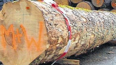 Weltrekordstamm: Für diesen Abschnitt des „Riegelahorns“, hat das Lohrer Säge- und Furnierwerk Mehling & Wiesmann rund 35 000 Euro bezahlt. Ein weiterer Teil des Stammes, der bei Waldbrunn gewachsen ist, ging für knapp 10 000 Euro an das Karlstadter Furnierwerk Fritz Kohl. Weltrekordstamm: Für diesen Abschnitt des „Riegelahorns“, hat das Lohrer Säge- und Furnierwerk Mehling & Wiesmann rund 35 000 Euro bezahlt. Ein weiterer Teil des Stammes, der bei Waldbrunn gewachsen ist, ging für knapp 10 000 Euro an das Karlstadter Furnierwerk Fritz Kohl.