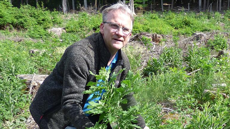 Traubeneichen passen in den Spessart, sagt Förster Andreas Holzheimer. Diese Baumart komme auch mit extremen Wettersituationen zurecht.