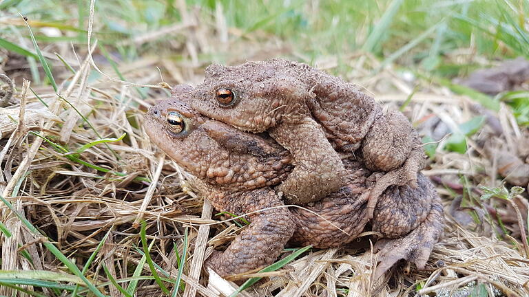 Amphibienschutz Obereschenbach - Hier zu sehen: ein sogenannter „Doppeldecker“. Bei den Kröten und Fröschen ist das Weibchen etwas größer und trägt bei der Paarung das Männchen auf dem Rücken, sozusagen Huckepack. Amphibienschutz Obereschenbach - Hier zu sehen: ein sogenannter „Doppeldecker“. Bei den Kröten und Fröschen ist das Weibchen etwas größer und trägt bei der Paarung das Männchen auf dem Rücken, sozusagen Huckepack.
