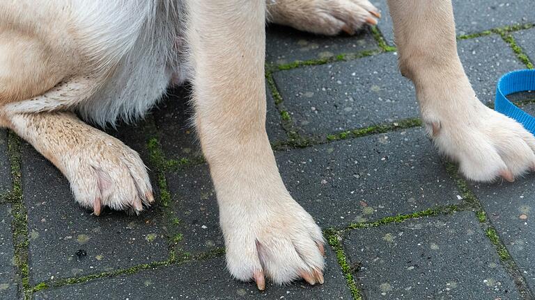 Ein Mann stand in Kitzingen vor dem Amtsgericht, weil er den Hund (Symbolfoto) des Nachbarn getreten haben soll. Dieser zeigte ihn wiederum wegen Bedrohung an.