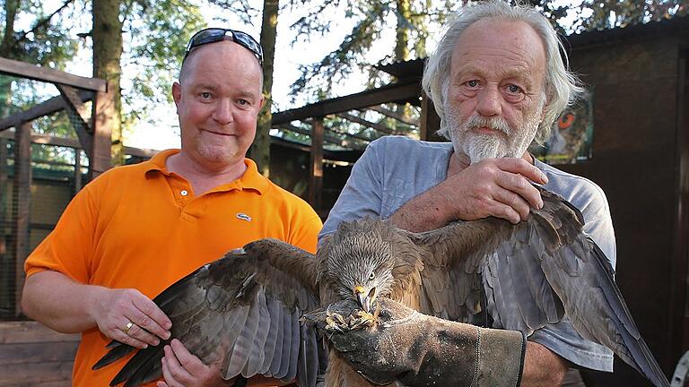 Vor sechs Wochen war dieser männliche Schwarzmilan in Remlingen gegen die Scheibe eines PKW geflogen und hatte sich einen Flügel gebrochen. Am Dienstagabend konnte er wohlgenesen wieder in die Freiheit fliegen. Möglich machte dies die neue Auffangstation der Greifvogelhilfe Würzburg in Veitshöchheim, wohin der Greifvogel gebracht worden war. Wie Alexander Götz (links), Vorstandsmitglied der Greifvogelhilfe berichtet, wurde der drei bis vier Jahre alte Schwarzmilan zunächst dem Tierarzt vorgestellt, untersucht und entsprechend behandelt. Die Auffangstation habe ihn dann zur Heilung und Schonung in einer Voliere isoliert gehalten und vor 14 Tagen in eine Flugvoliere gesetzt, in der er die Möglichkeit zum Fliegen hatte. Nach entsprechendem Muskelaufbau und gutem Flugbild konnte nun der Falkner Harald Dellert (rechts) den wieder flug- und jagdtauglichen Vogel in Remlingen in die Freiheit entlassen. Der Milan ist laut Dellert ein Zugvogel, der als Gast im Sommer bei uns ist, hier brütet und dann wieder die Heimreise antritt. Vor sechs Wochen war dieser männliche Schwarzmilan in Remlingen gegen die Scheibe eines PKW geflogen und hatte sich einen Flügel gebrochen. Am Dienstagabend konnte er wohlgenesen wieder in die Freiheit fliegen. Möglich machte dies die neue Auffangstation der Greifvogelhilfe Würzburg in Veitshöchheim, wohin der Greifvogel gebracht worden war. Wie Alexander Götz (links), Vorstandsmitglied der Greifvogelhilfe berichtet, wurde der drei bis vier Jahre alte Schwarzmilan zunächst dem Tierarzt vorgestellt, untersucht und entsprechend behandelt. Die Auffangstation habe ihn dann zur Heilung und Schonung in einer Voliere isoliert gehalten und vor 14 Tagen in eine Flugvoliere gesetzt, in der er die Möglichkeit zum Fliegen hatte. Nach entsprechendem Muskelaufbau und gutem Flugbild konnte nun der Falkner Harald Dellert (rechts) den wieder flug- und jagdtauglichen Vogel in Remlingen in die Freiheit entlassen. Der Milan ist laut Dellert ein Zugvogel, der als Gast im Sommer bei uns ist, hier brütet und dann wieder die Heimreise antritt.