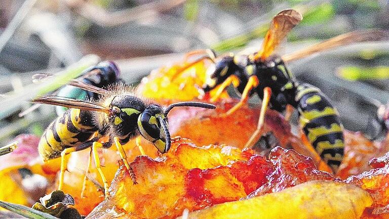 Wespen auf Mirabelle       -  Derzeit bei Mahlzeiten im Freien häufig zu Besuch weilende Zeitgenossen: Wespen auf einer Mirabelle.