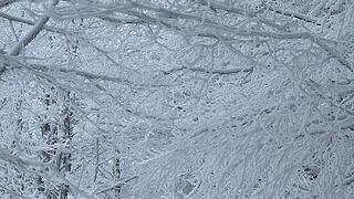 Das Wetter am Samstag war perfekt für eine Schneewanderung in der Rhön: Durch Schnee und Nebel war es im Wald absolut ruhig.