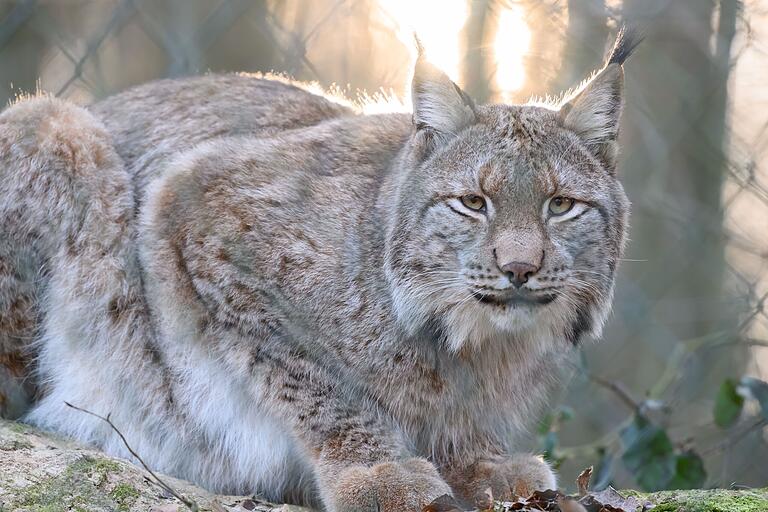 Majestätisch thront der Luchs in seinem Gehege gleich am Eingang des Bad Kissinger Wildparks. Majestätisch thront der Luchs in seinem Gehege gleich am Eingang des Bad Kissinger Wildparks.