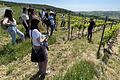 Den Volotag Weinbau veranstalteten die Volontärinnen und Volontäre mit der Bayerischen Landesanstalt für Wein- und Gartenbau (LWG), hier an der LWG-Weinlage „Thüngersheimer Scharlachberg“.