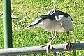 Dieses Foto aus Rodenbach nährt die Hoffnung der Vogelkundler, dass der Nachtreiher auch in Unterfranken wieder heimisch wird.&nbsp;