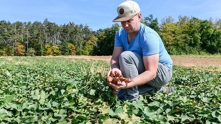 Lorenz Köhler in seinem Süßkartoffel-Feld. Der junge Bio-Landwirt setzt auf alternative Kulturarten. 'Korncorner' heißt die Firma, die er zusammen mit Thomas Klopf betreibt. Lorenz Köhler in seinem Süßkartoffel-Feld. Der junge Bio-Landwirt setzt auf alternative Kulturarten. 'Korncorner' heißt die Firma, die er zusammen mit Thomas Klopf betreibt. 