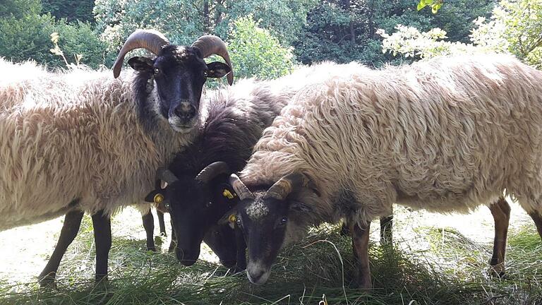 Da lebten die Tiere noch: Bei der Räumung des Anwesens fand der Vermieter insgesamt acht tote Schafe. Foto: privat - Da lebten die Tiere noch: Bei der Räumung des Anwesens fand der Vermieter insgesamt acht tote Schafe. Foto: privat Da lebten die Tiere noch: Bei der Räumung des Anwesens fand der Vermieter insgesamt acht tote Schafe. Foto: privat - Da lebten die Tiere noch: Bei der Räumung des Anwesens fand der Vermieter insgesamt acht tote Schafe. Foto: privat