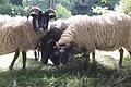 Da lebten die Tiere noch: Bei der Räumung des Anwesens fand der Vermieter insgesamt acht tote Schafe. Foto: privat       -  Da lebten die Tiere noch: Bei der Räumung des Anwesens fand der Vermieter insgesamt acht tote Schafe. Foto: privat
