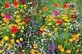 Eine Wildblumenwiese ist ein bunter, fröhlicher Fleck im Garten.