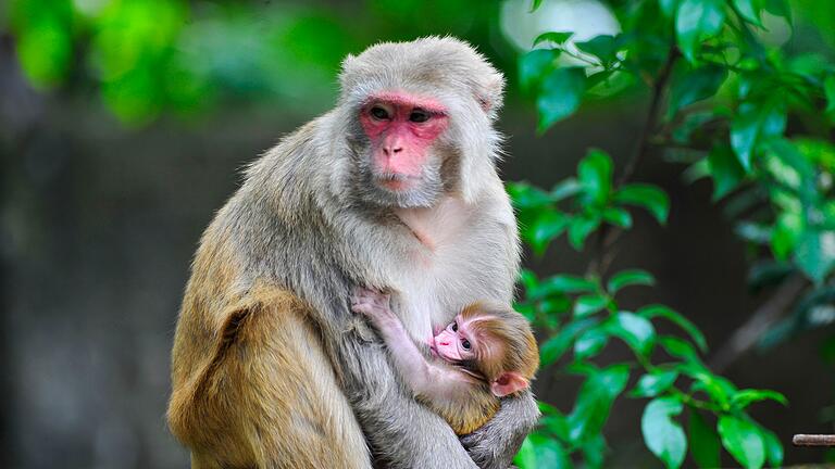 Rhesus-Affenbaby       -  Ein Rhesusaffen-Baby ist im Arm seiner Mutter.