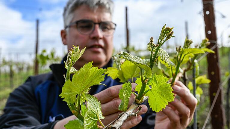 Der Wein ist früh dran: Peter Rudloff, Weinbergmeister am Weingut Juliusspital in Würzburg, zeigt die ersten Triebe der Reben in diesem April.&nbsp;