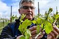 Der Wein ist früh dran: Peter Rudloff, Weinbergmeister am Weingut Juliusspital in Würzburg, zeigt die ersten Triebe der Reben in diesem April.&nbsp;