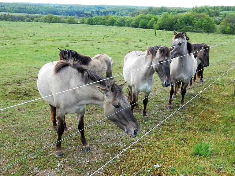 Nachwuchs unter den Pferden gibt es im Landkreis regelmäßig nur auf dem Brönnhof.