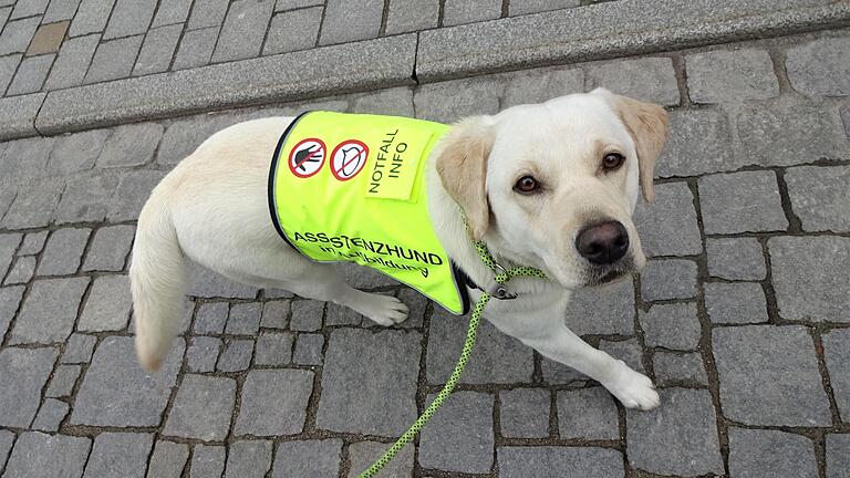 Während der Spezialausbildung tragen Claudia Ganzenmüllers Hunde in Ausbildung die Kenndecke 'Assistenzhund in Ausbildung'. Damit wird auch für Passanten kenntlich, dass der Hund gerade arbeitet.