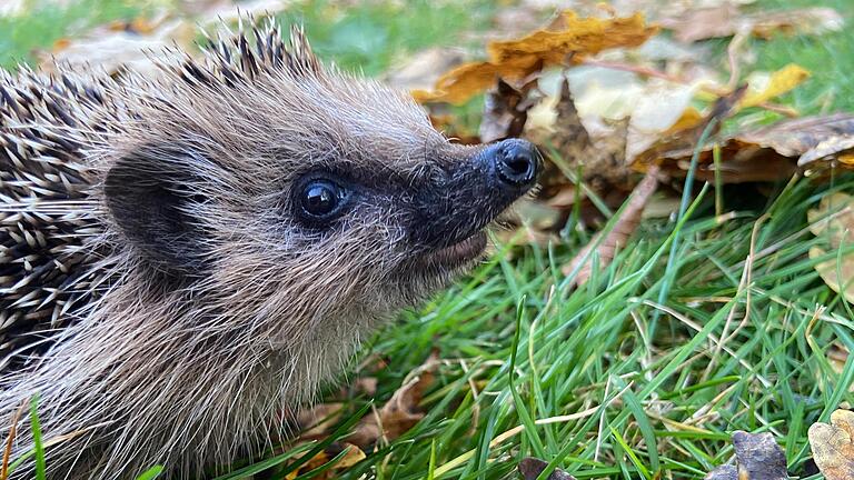 Liegengebliebenes Laub im Garten ist überlebenswichtig für Igel.