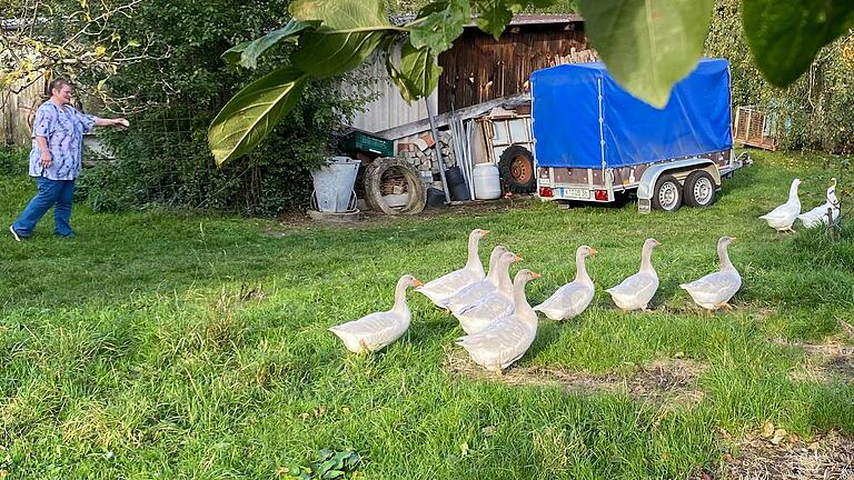 Familie Lutz zieht in Großlangheim Fränkische Landgänse auf, die sich auf dem weitläufigen Grundstück frei bewegen können. Familie Lutz zieht in Großlangheim Fränkische Landgänse auf, die sich auf dem weitläufigen Grundstück frei bewegen können.