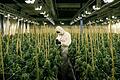 Das Foto zeigt legalen Cannabis-Anbau für medizinische Zwecke in der Schweiz. Solche Anlagen könnte es bald auch in Deutschland geben, wenn Cannabis zu Genusszwecken legalisiert wird.&nbsp;&nbsp;
