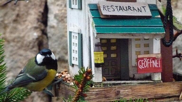 Um das Überleben der heimischen Vögel zu unterstützen, soll man sie auch in den Sommermonaten füttern, rät der Fachmann Peter Biedermann.