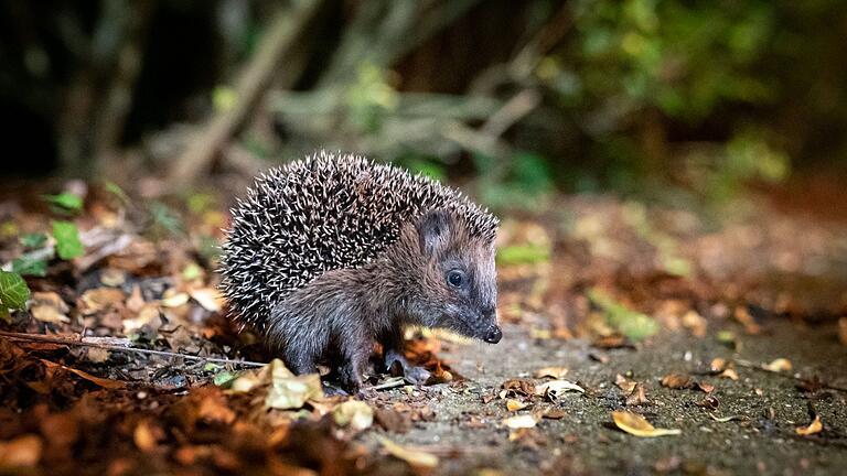 Ein Braunbrustigel (Erinaceus europaeus) zwischen Laub       -  Igel können bei milden Temperaturen noch bis Ende Dezember unterwegs sein.