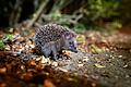 Ein Braunbrustigel (Erinaceus europaeus) zwischen Laub       -  Igel können bei milden Temperaturen noch bis Ende Dezember unterwegs sein.