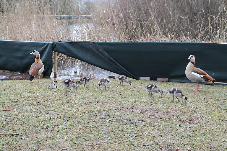 Mit einem Zaun sollen die Nilgänse in  Marktheidenfeld von den Maradiesseen vertrieben werden. Eine Öffnung im Zaun durchkreuzte kurzzeitig den Plan.&nbsp;