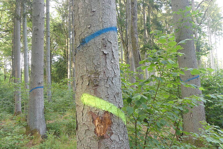 Starker Borkenkäfer-Befall: Im Bauholz bei Hambach soll bis zum Herbst der Fichtenbestand weichen, zu Gunsten einer besseren Durchmischung. Starker Borkenkäfer-Befall: Im Bauholz bei Hambach soll bis zum Herbst der Fichtenbestand weichen, zu Gunsten einer besseren Durchmischung.