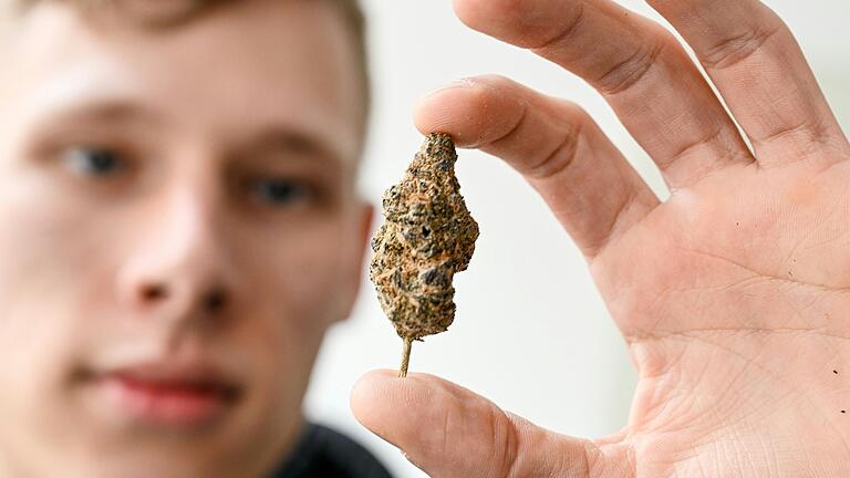 Realistisch gesehen, wird der Verein von Calvin Gosselke vor Januar 2025 kein Cannabis abgeben können. Realistisch gesehen, wird der Verein von Calvin Gosselke vor Januar 2025 kein Cannabis abgeben können.