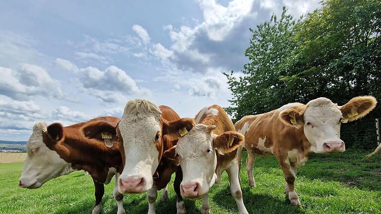 Für Rinder bis 24 Monate können spezielle Herdenschutzzäune gefördert werden.       -  Für Rinder bis 24 Monate können spezielle Herdenschutzzäune gefördert werden.