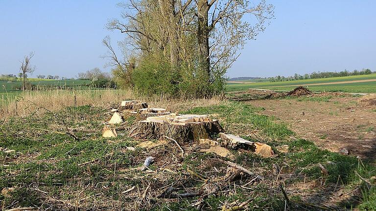 Die Stümpfe gefällter Bäume im Haubachtal bei Bad Königshofen werden laut Bauhofleiter Markus Schunk der Natur überlassen. Sie sollen mit der Zeit verrotten.