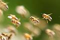 Bienenschwarm.jpeg       -  Gehören zu den bekanntesten Insekten: Bienen fliegen zu Bienenstöcken an einem Waldrand.