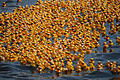 Badeentenrennen Wildwasser e.V.       -  Um die 8000 Badeenten schwimmen am Samstag (07.05.16) beim traditionellen Badeentenrennen des Wildwasser e. V. von der Alten Mainbrücke in Würzburg den Fluss hinunter. Wildwasser engagiert sich gegen sexuelle Gewalt an Mädchen und Frauen, alle Erlöse gehen an den Verein.