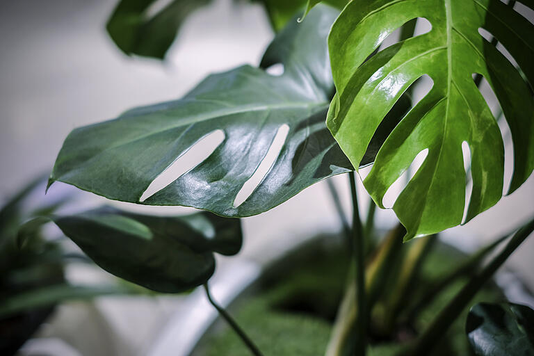 Das Große Fensterblatt benötigt eine hohe Luftfeuchtigkeit und mag es gerne warm. Das Große Fensterblatt benötigt eine hohe Luftfeuchtigkeit und mag es gerne warm.