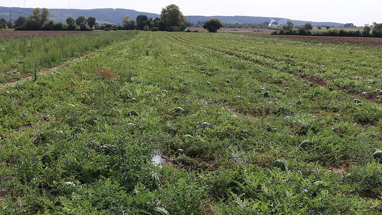 Ein 'grüner Teppich': Für Bio-Landwirt Johannes Preising ist es ideal, wenn die Melonenpflanzen sich auf dem Feld weit und dicht ausbreiten.