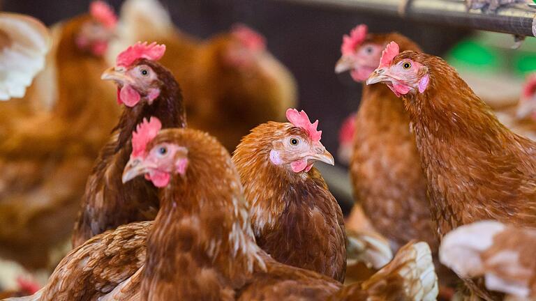 Legehennen (Symbolbild)       -  Infizierte Wildvögel gelten als Bedrohung für Geflügelbetriebe. (Foto: Archiv)