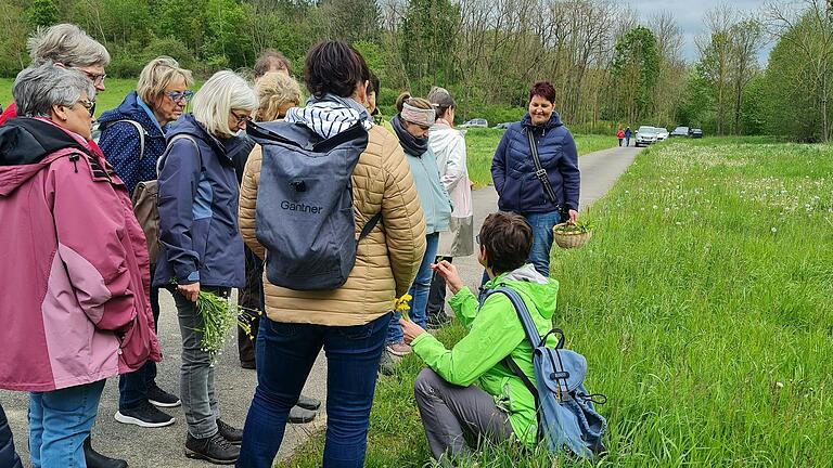 Der Verband für Landwirtschaftliche Fachbildung Kitzingen (vlf) veranstaltete eine Wildkräuter-Exkursion unter der fachkundigen Leitung von Kräuterführerin Helga Ehemann.