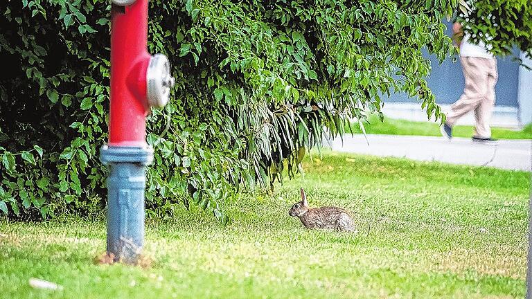 Alltägliche Begegnung im Chateaudunpark. Schweinfurts Kaninchen lassen sich von wenig stören, und schon gar nicht von Fußgängern.